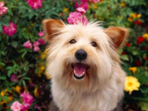 Cairn_Terrier_dog